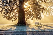 MORTON HALL, WORCESTERSHIRE: THE MAIN DRIVE AND PARKLAND IN DECEMBER, JANUARY, SNOW, FROST, WINTER, MEADOW, TREES, WOODEN BENCHES, SEATS, SUNRISE, SEQUOIADENDRON GIGANTEA