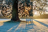 MORTON HALL, WORCESTERSHIRE: THE MAIN DRIVE AND PARKLAND IN DECEMBER, JANUARY, SNOW, FROST, WINTER, MEADOW, TREES, BENCHES, SEATS, SUNRISE, SEQUOIADENDRON GIGANTEA