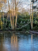 MORTON HALL, WORCESTERSHIRE: WINTER, FROST, STROLL GARDEN, LOWER POND, POOL, WATER, REFLECTED, REFLECTIONS, BARK, TREES, BIRCHES, WHITE, TRUNKS