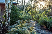 MORTON HALL, WORCESTERSHIRE: PATH, BIRCHES, TRUNKS, JAPANESE TEA HOUSE, FERNS, POLYSTICHUM SETIFERUM, GREEN, FROST, FROSTY, FROSTED, WINTER, JANUARY