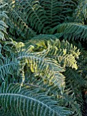 MORTON HALL, WORCESTERSHIRE: FERNS, POLYSTICHUM SETIFERUM, GREEN, FROST, FROSTY, FROSTED, WINTER, JANUARY