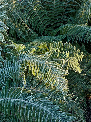 MORTON_HALL_WORCESTERSHIRE_FERNS_POLYSTICHUM_SETIFERUM_GREEN_FROST_FROSTY_FROSTED_WINTER_JANUARY