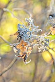 MORTON HALL, WORCESTERSHIRE: CLOSE UP OF HYDRANGEA ASPERA VILLOSA, WINTER, DECIDUOUS, SHRUBS, FORST, FROSTY, FROSTED, JANUARY