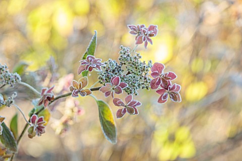 MORTON_HALL_WORCESTERSHIRE_CLOSE_UP_OF_PINK_FLOWERS_OF_HYDRANGEA_MACROPHYLLA_DOUBLE_PINK_WINTER_DECI