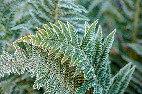 MORTON_HALL_WORCESTERSHIRE_FERNS_POLYSTICHUM_SETIFERUM_GREEN_FROST_FROSTY_FROSTED_WINTER_JANUARY