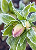 MORTON HALL, WORCESTERSHIRE: CLOSE UP OF UNNAMED HELLEBORE, HELLEBORUS, FROST, FROSTY, FROSTED, EMERGING BUDS, JANUARY, WINTER