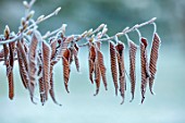 MORTON HALL, WORCESTERSHIRE: CLOSE UP OF WINTER LEAVES OF CARPINUS JAPONICA, FROST, FROSTY, JANUARY, JAPANESE HORNBEAM