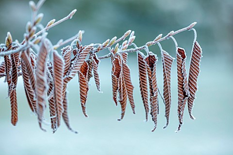 MORTON_HALL_WORCESTERSHIRE_CLOSE_UP_OF_WINTER_LEAVES_OF_CARPINUS_JAPONICA_FROST_FROSTY_JANUARY_JAPAN