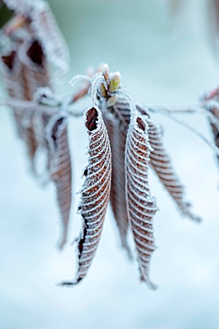 MORTON_HALL_WORCESTERSHIRE_CLOSE_UP_OF_WINTER_LEAVES_OF_CARPINUS_JAPONICA_FROST_FROSTY_JANUARY_JAPAN