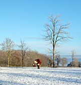 MORTON HALL, WORCESTERSHIRE: FIELD, SNOW, FROST, COWS, HEREFORDSHIRE AND GUERNSEY, ANIMALS, TREES, WINTER, JANUARY