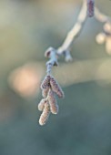 MORTON HALL, WORCESTERSHIRE: CLOSE UP OF CATKINS OF CORYLUS AVALLENA HALLES GIANT, WINTER, JANUARY, FROST, FROSTY, HAZEL