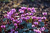 MORTON HALL GARDENS, WORCESTERSHIRE: CLOSE UP OF CYCLAMEN COUM, PINK, FLOWERS, WINTER, JANUARY, BULBS