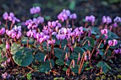 MORTON HALL GARDENS, WORCESTERSHIRE: CLOSE UP OF CYCLAMEN COUM, PINK, FLOWERS, WINTER, JANUARY, BULBS