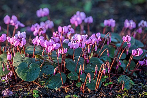 MORTON_HALL_GARDENS_WORCESTERSHIRE_CLOSE_UP_OF_CYCLAMEN_COUM_PINK_FLOWERS_WINTER_JANUARY_BULBS