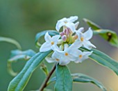 MORTON HALL GARDENS, WORCESTERSHIRE: CLOSE UP OF WHITE FLOWERS OF DAPHNE, DAPHNE BHOLUA COBHAY SHOW, WINTER, JANUARY, BULBS