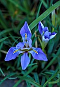 MORTON HALL GARDENS, WORCESTERSHIRE: CLOSE UP OF BLUE FLOWERS OF IRIS UNGUICULARIS MARY BARNARD, NETTED IRIS, WINTER, JANUARY, BULBS