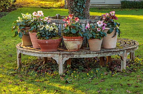 GOLD_COLLECTION_HELLEBORES_TREE_SEAT_TERRACOTTA_CONTAINERS_POTS_PLANTED_WITH_GOLD_COLLECTION_HELLEBO