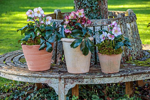 GOLD_COLLECTION_HELLEBORES_TREE_SEAT_LAWN_TERRACOTTA_CONTAINERS_POTS_PLANTED_WITH_GOLD_COLLECTION_HE