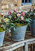 GOLD COLLECTION HELLEBORES: METAL BUCKETS, CONTAINERS WITH GOLD COLLECTION HELLEBORES, HELLEBORUS ICE N ROSES CARLOTTA, JANUARY, WINTER, BENCH, SEAT