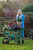GOLD COLLECTION HELLEBORES - GIRL HOLDING TERRACOTTA CONTAINER OF HELLEBORES ON LAWN WITH BLUE WOODEN WHEELBARROW FILLED WITH HELLEBORES, HELLEBORUS, JANUARY, WINTER