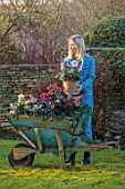 GOLD COLLECTION HELLEBORES - GIRL HOLDING TERRACOTTA CONTAINER OF HELLEBORES ON LAWN WITH BLUE WOODEN WHEELBARROW FILLED WITH HELLEBORES, HELLEBORUS, JANUARY, WINTER
