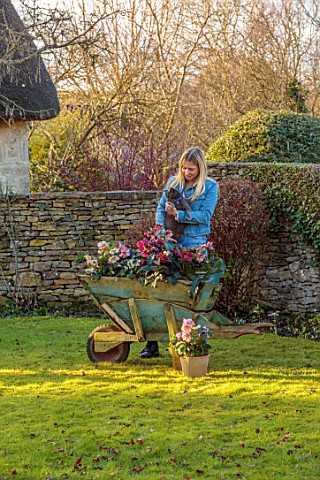 GOLD_COLLECTION_HELLEBORES__GIRL_HOLDING_CAT_ON_LAWN_WITH_BLUE_WOODEN_WHEELBARROW_FILLED_WITH_HELLEB