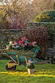 GOLD COLLECTION HELLEBORES - BLUE WOODEN WHEELBARROW FILLED WITH HELLEBORES ON LAWN, HELLEBORUS, JANUARY, WINTER