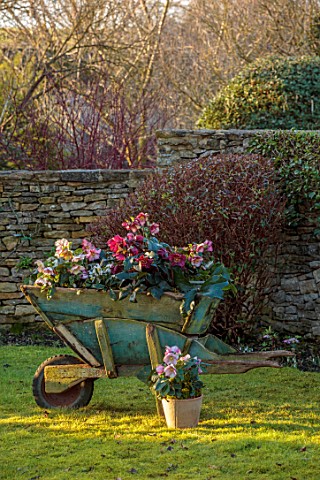 GOLD_COLLECTION_HELLEBORES__BLUE_WOODEN_WHEELBARROW_FILLED_WITH_HELLEBORES_ON_LAWN_HELLEBORUS_JANUAR