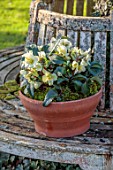 GOLD COLLECTION HELLEBORES: TREE SEAT, TERRACOTTA CONTAINERS, POTS PLANTED WITH HELLEBORE GOLD COLLECTION HELLEBORE CINNAMON SNOW