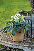 GOLD COLLECTION HELLEBORES: TREE SEAT, TERRACOTTA CONTAINERS, POTS PLANTED WITH GOLD COLLECTION HELLEBORE ICE BREAKER MAX