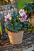 GOLD COLLECTION HELLEBORES: TERRACOTTA CONTAINER ON WOODEN TREE SEAT - PINK, CREAM FLOWERS OF GOLD COLLECTION HELLEBORE HGC LIARA, PERENNIALS, FLOWERS, JANUARY, WINTER
