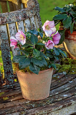 GOLD_COLLECTION_HELLEBORES_TERRACOTTA_CONTAINER_ON_WOODEN_TREE_SEAT__PINK_CREAM_FLOWERS_OF_GOLD_COLL
