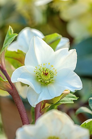 GOLD_COLLECTION_HELLEBORES_CLOSE_UP_OF_WHITE_FLOWERS_OF_GOLD_COLLECTION_HELLEBORE_HGC_CINNAMON_SNOW_
