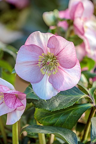 GOLD_COLLECTION_HELLEBORES_PINK_CREAM_FLOWERS_OF_GOLD_COLLECTION_HELLEBORE_HGC_LIARA_PERENNIALS_FLOW