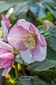 GOLD COLLECTION HELLEBORES: PINK, CREAM FLOWERS OF GOLD COLLECTION HELLEBORE HGC LIARA, PERENNIALS, FLOWERS, JANUARY, WINTER