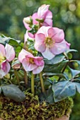 GOLD COLLECTION HELLEBORES: PINK, CREAM FLOWERS OF GOLD COLLECTION HELLEBORE HGC LIARA, PERENNIALS, FLOWERS, JANUARY, WINTER