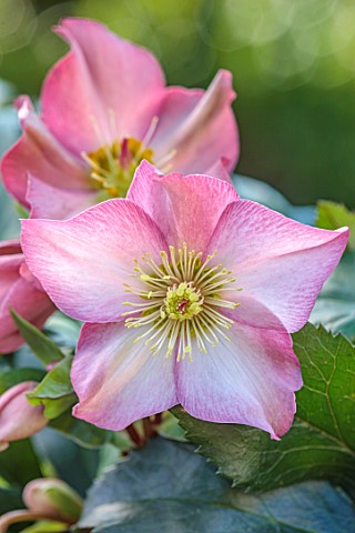 GOLD_COLLECTION_HELLEBORES_PINK_RED_CREAM_FLOWERS_OF_GOLD_COLLECTION_HELLEBORE_HGC_ICE_N_ROSES_EARLY