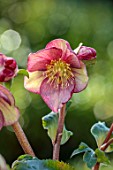 GOLD COLLECTION HELLEBORES: PINK, RED, CREAM FLOWERS OF GOLD COLLECTION HELLEBORE HGC ICE N ROSES CARLOTTA, PERENNIALS, FLOWERS, JANUARY, WINTER
