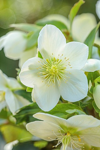 GOLD_COLLECTION_HELLEBORES_CLOSE_UP_OF_WHITE_FLOWERS_OF_GOLD_COLLECTION_HELLEBORE_HGC_ICE_BREAKER_MA