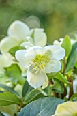 GOLD COLLECTION HELLEBORES: CLOSE UP OF WHITE FLOWERS OF GOLD COLLECTION HELLEBORE HGC ICE BREAKER MAX, PERENNIALS, FLOWERS, JANUARY, WINTER