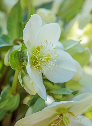 GOLD_COLLECTION_HELLEBORES_CLOSE_UP_OF_WHITE_FLOWERS_OF_GOLD_COLLECTION_HELLEBORE_HGC_ICE_BREAKER_MA