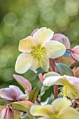 GOLD COLLECTION HELLEBORES: CLOSE UP OF WHITE, GREEN, PEACH FLOWERS OF GOLD COLLECTION HELLEBORE SNOW DANCE, PERENNIALS, FLOWERS, JANUARY, WINTER