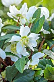 GOLD COLLECTION HELLEBORES: WHITE FLOWERS OF GOLD COLLECTION HELLEBORE HGC JACOB ROYAL, PERENNIALS, FLOWERS, JANUARY, WINTER