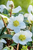 GOLD COLLECTION HELLEBORES: WHITE FLOWERS OF GOLD COLLECTION HELLEBORE HGC JACOB ROYAL, PERENNIALS, FLOWERS, JANUARY, WINTER