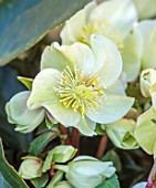 GOLD COLLECTION HELLEBORES: CLOSE UP OF WHITE FLOWERS OF GOLD COLLECTION HELLEBORE HGC CINNAMON SNOW, PERENNIALS, FLOWERS, JANUARY, WINTER