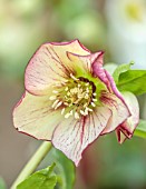 GOLD COLLECTION HELLEBORES: CLOSE UP OF CREAM, PINK FLOWERS OF GOLD COLLECTION HELLEBORE HGC ANJA OUDOLF, PERENNIALS, FLOWERS, JANUARY, WINTER