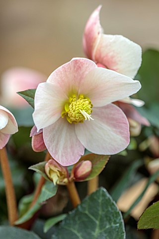 GOLD_COLLECTION_HELLEBORES_CLOSE_UP_OF_PINK_CREAM_FLOWERS_OF_GOLD_COLLECTION_HELLEBORE_X_BALLARDIAE_