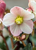 GOLD COLLECTION HELLEBORES: CLOSE UP OF PINK, CREAM FLOWERS OF GOLD COLLECTION HELLEBORE X BALLARDIAE HGC MERLIN, PERENNIALS, FLOWERS, JANUARY, WINTER