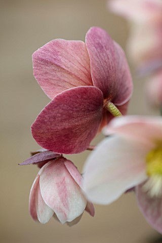 GOLD_COLLECTION_HELLEBORES_CLOSE_UP_OF_PINK_FLOWERS_OF_GOLD_COLLECTION_HELLEBORE_X_BALLARDIAE_HGC_ME
