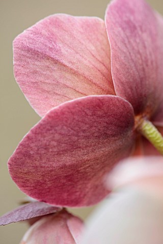 GOLD_COLLECTION_HELLEBORES_CLOSE_UP_OF_PINK_FLOWERS_OF_GOLD_COLLECTION_HELLEBORE_X_BALLARDIAE_HGC_ME